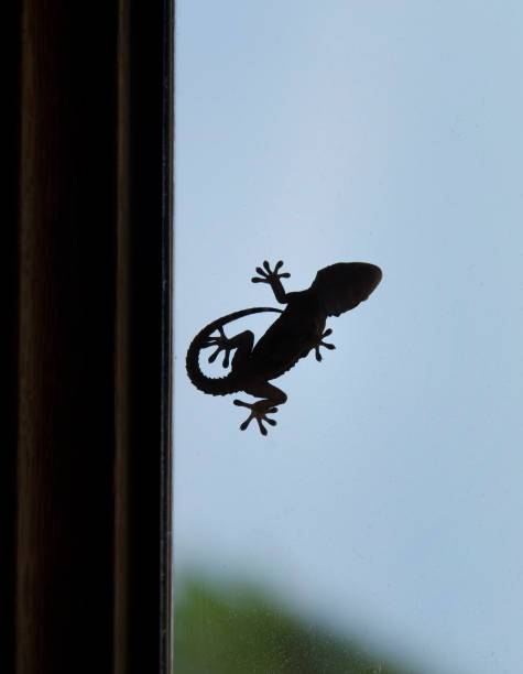 istock Silhouette of gecko 641855974