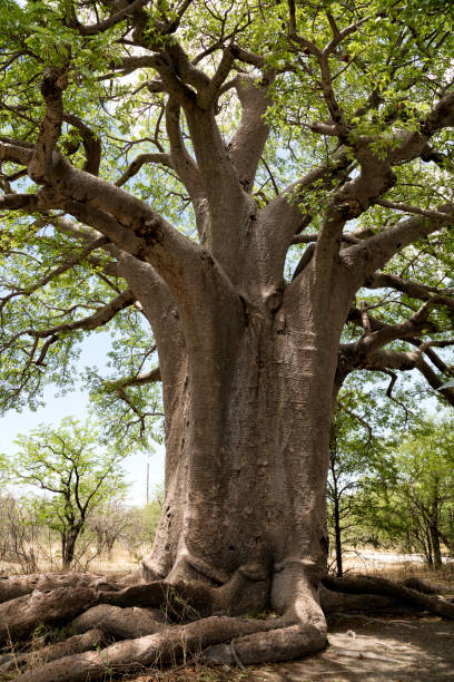 baobab, botswana, afrique - african baobab photos et images de collection