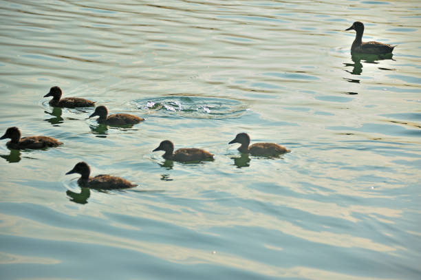 istock family of ducks 641858366