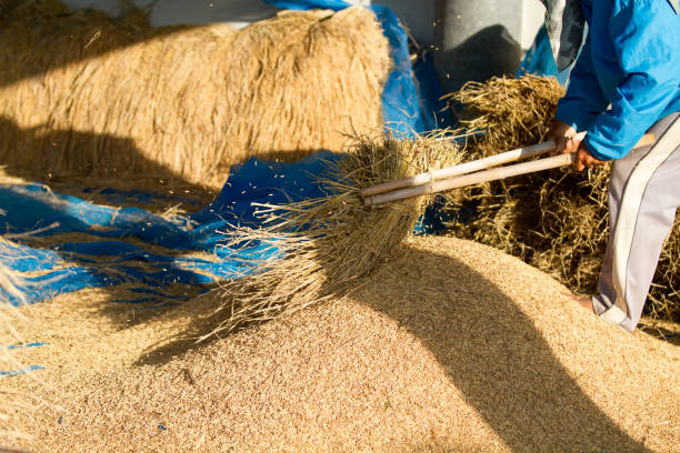 istock Farmers threshing Thailand. 641859874