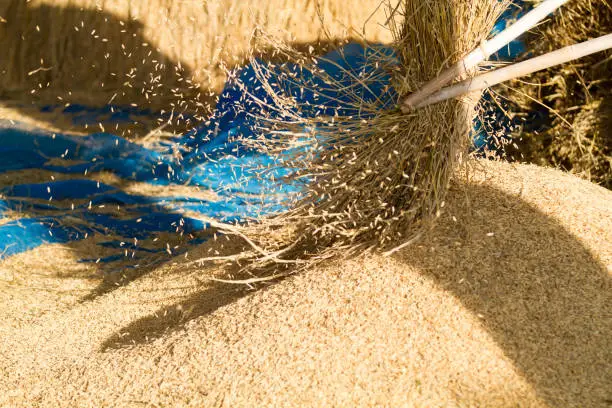 Photo of Farmers threshing Thailand.