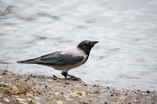 istock The crow on the shore near the pond 641860378