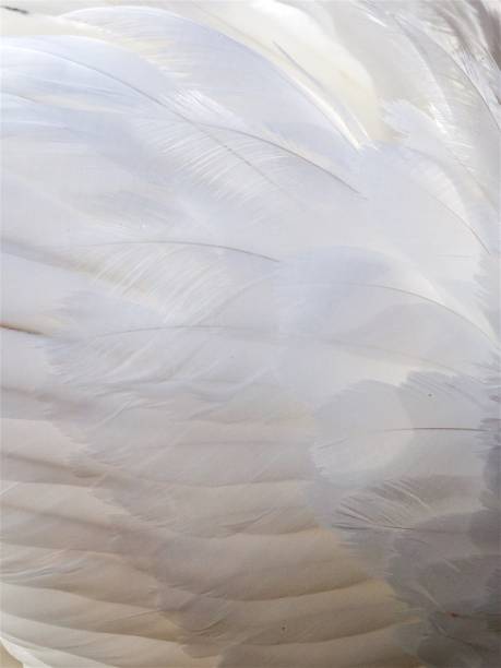istock Wing feathers of Mute Swan. 641861002