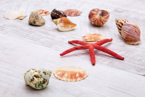 istock Sea star and shell on wood background 641862952