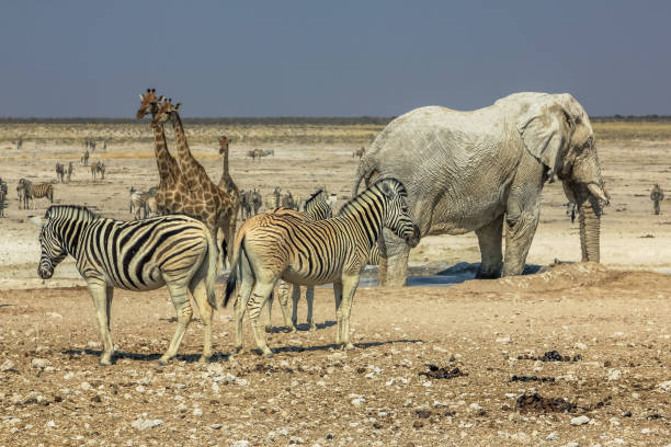 istock Etosha zebras giraffes 641865118