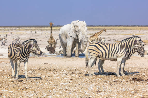 istock Etosha zebras elephants giraffes 641865600