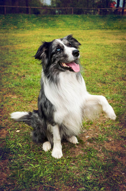 istock Dog portrait - Border Collie with eyes of differing colour 641868728