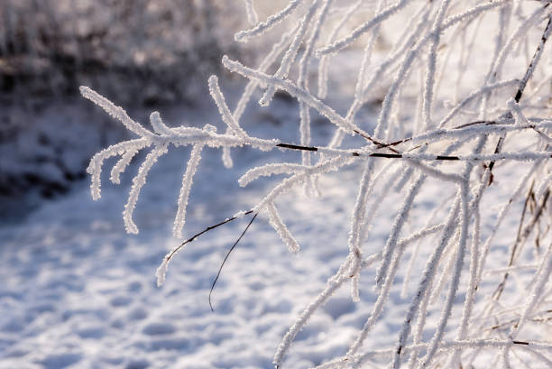 istock Macro of a Twig With Snow 641873282