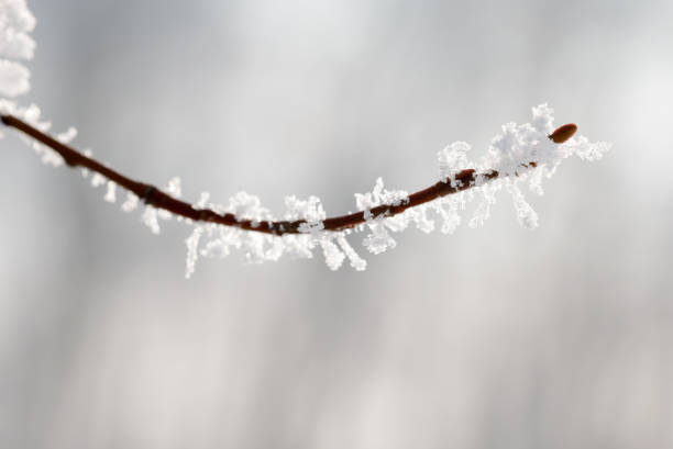 istock Macro of a Twig With Snow 641873526