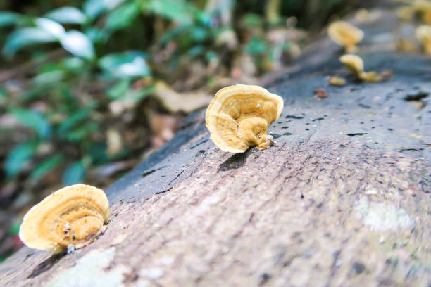 istock Mushroom on the tree in the Forest 641874524