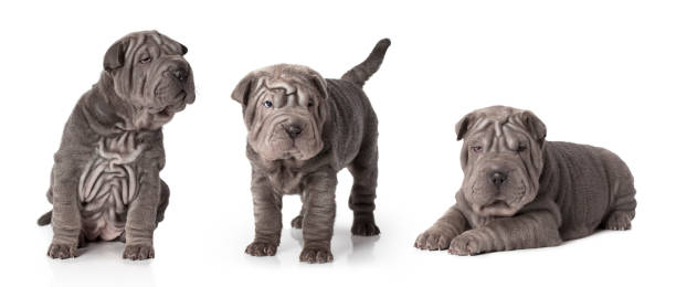 Sharpei puppy isolated on white Set of thoroughbred sharpei puppy dog against white background"n mini shar pei puppies stock pictures, royalty-free photos & images