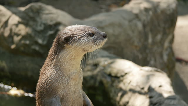 Close up Otter Standing.