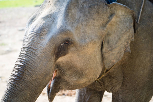 istock Close up view of elephant head 641876072