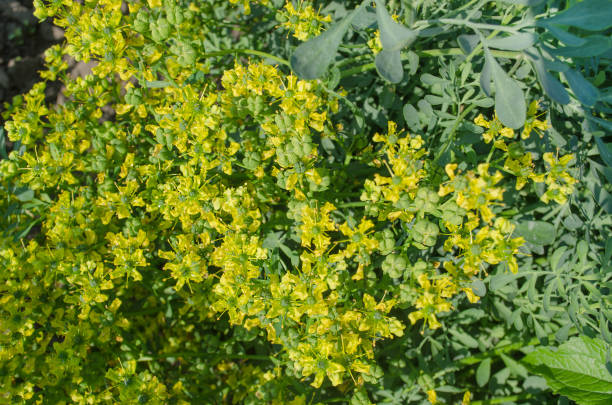 istock Flower of a common rue plant 641876220