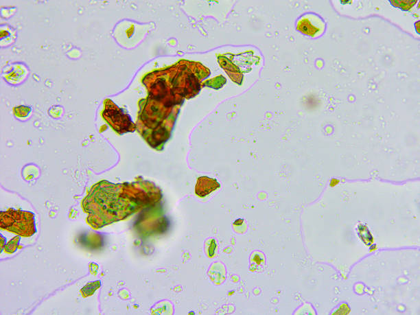 istock Microscopic view of an eyeshadow, magnification x 400 641877900