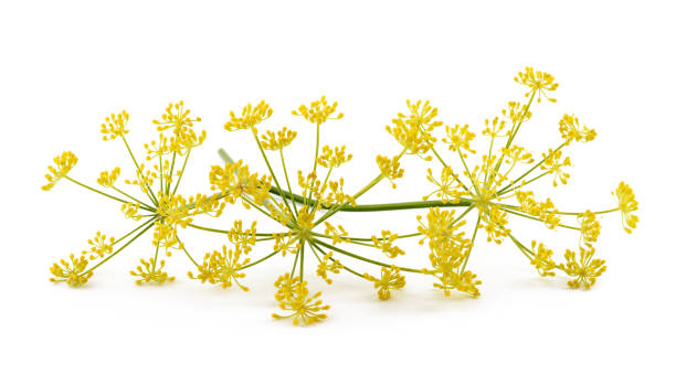fenchel-blumen - dill fennel isolated herb stock-fotos und bilder