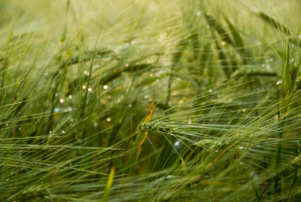 green cropfield stock photo