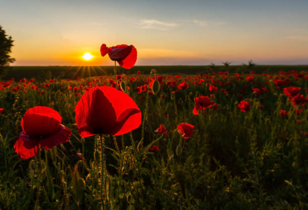 istock Field of red poppies under bright evening light 641879984