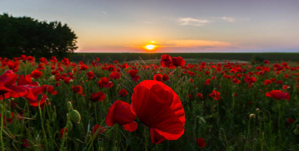istock Field of red poppies under bright evening light 641880084