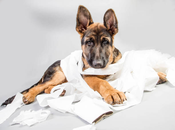 istock German Shepherd Puppy with toilet roll 641880156