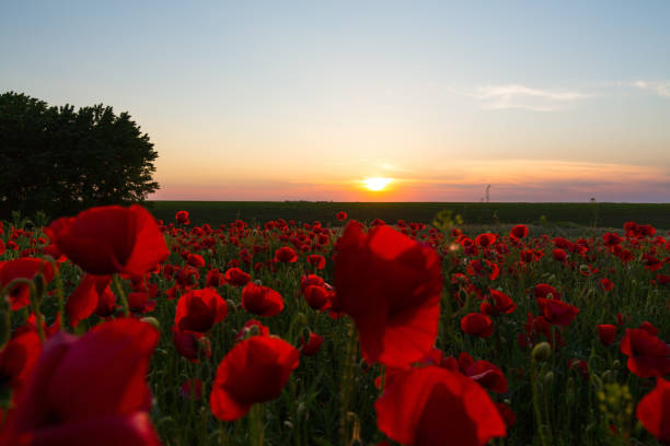 istock Field of red poppies under bright evening light 641880294