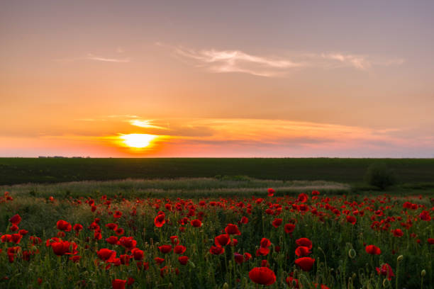 istock Field of red poppies under bright evening light 641880296