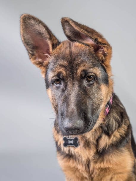 istock German Shepherd Puppy head shot 641880318