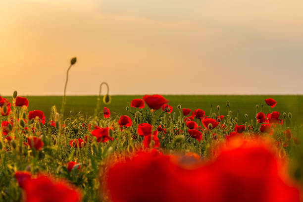 istock Field of red poppies under bright evening light 641882196