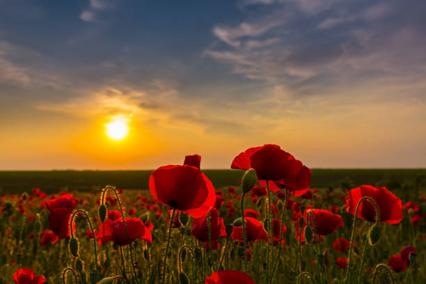 istock Field of red poppies under bright evening light 641882324