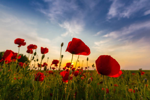 istock Field of red poppies under bright evening light 641882346