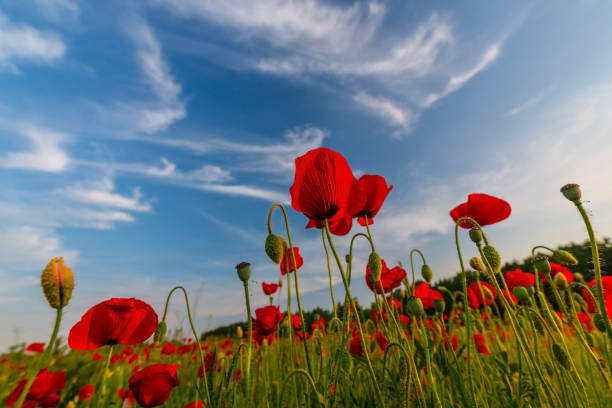 istock Field of red poppies under bright evening light 641882884