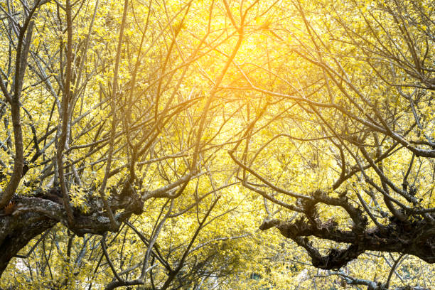 beautiful branch with yellow leaf and sun light stock photo