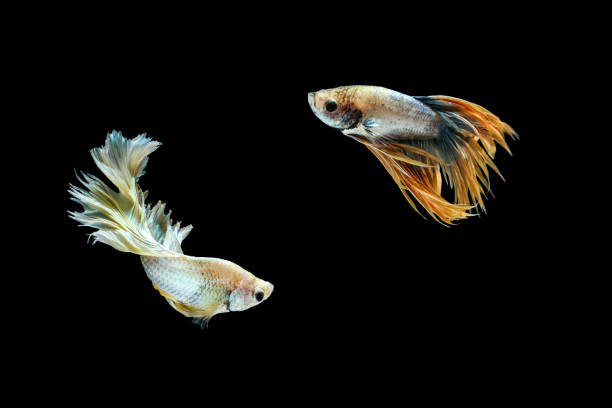 istock Siamese fighting fish or Betta fish isolated on black background. 641884488
