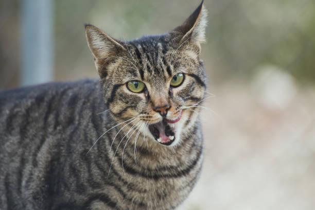 istock Beautiful cats at liberty 641887294
