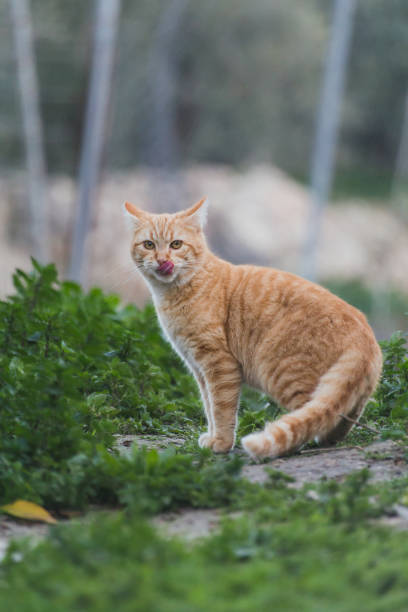 istock Beautiful cats at liberty 641888884