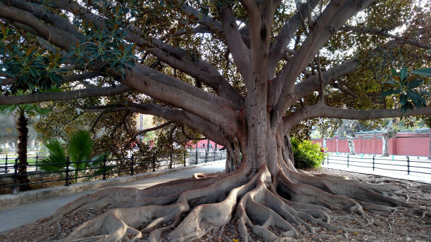 istock large shade tree with spreading roots University of Seville Spain 641891400