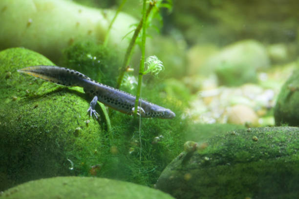 istock Alpine Newt in a pond (Ichthyosaura Alpestris) 641891702