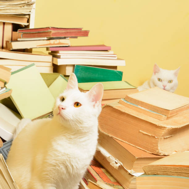 istock White cats and a bunch of books. Selective focus. 641892960