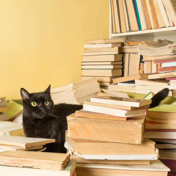 istock Black cat lying in a pile of books. Selective focus. 641892990