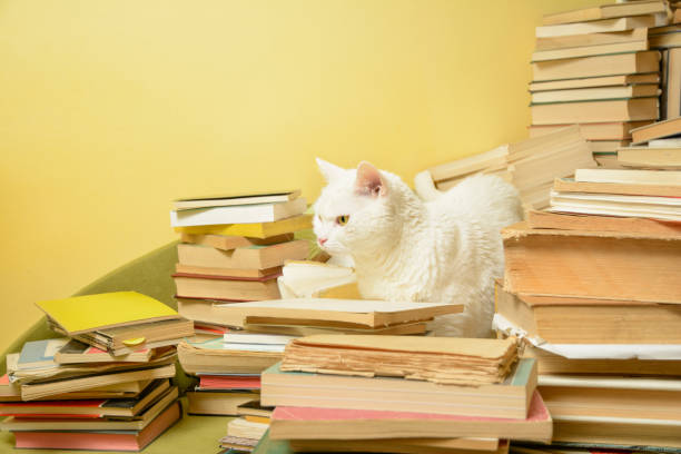 istock White cat standing in a bunch of books. Selective focus. 641892992