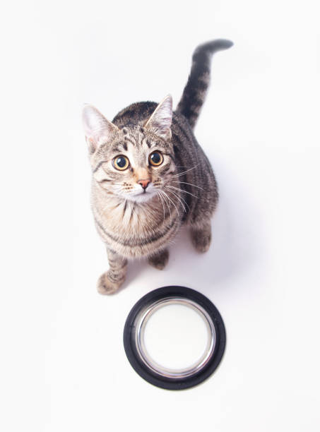istock cat near bowl with milk 641894260