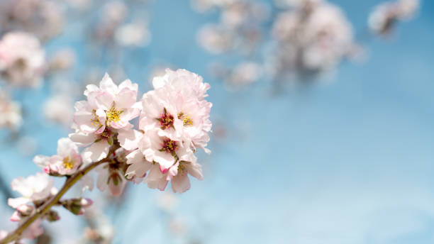 istock Pretty pink and white Almond blossom 641895704