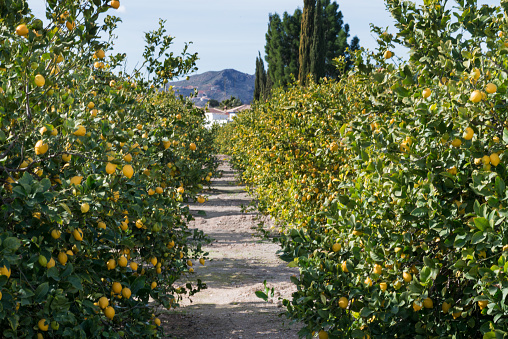 lemon trees full of fruit in a lemon grove with landscaped in background
