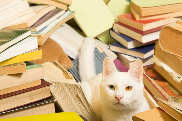 istock White cat lying in a bunch of books. Selective focus. 641895900