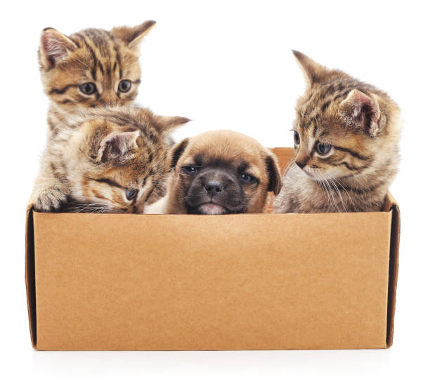 istock Puppy and kittens in a box. 641899130