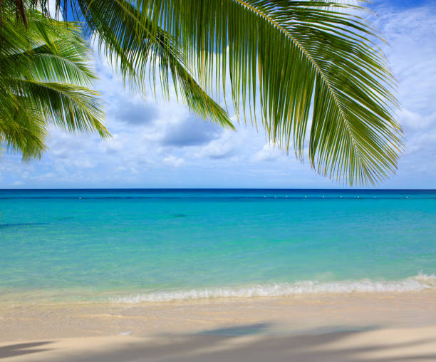 istock Caribbean sea and palm leaves 641902022