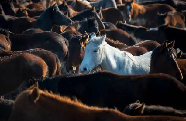 Photo of Herd Of Wild Horses