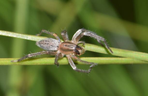 istock Watch out for Yellow Sac spiders. 641904410