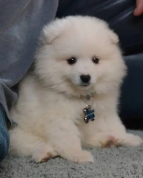 ameican Eskimo mini puppy-8 weeks old
