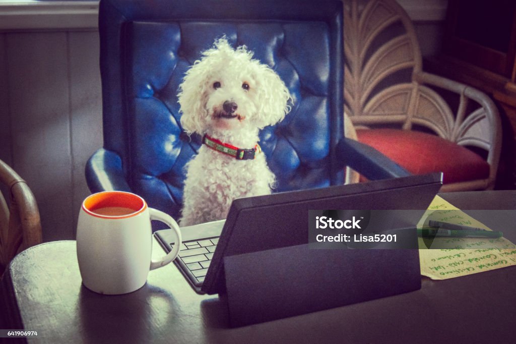 Dog at work Funny dog sitting at a desk with his computer, coffee and to-do list Dog Stock Photo